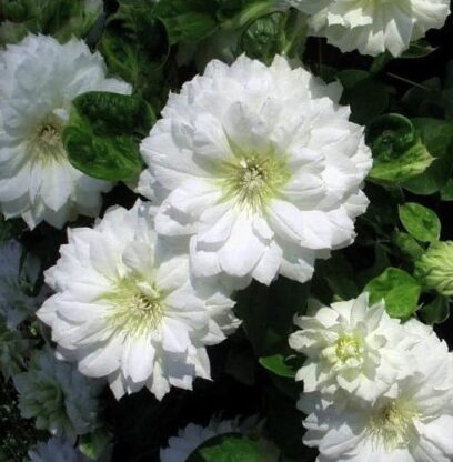 Mežvītenis 'Duchess of Edinbrugh'